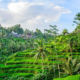 Destinasi Terbaik di Ubud